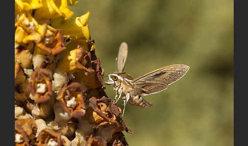 Linienschwärmer (Hyles livornica)