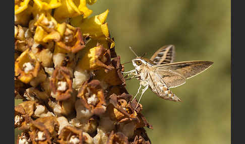 Linienschwärmer (Hyles livornica)