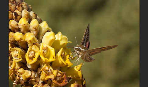 Linienschwärmer (Hyles livornica)