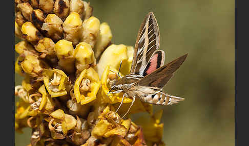 Linienschwärmer (Hyles livornica)