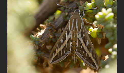 Linienschwärmer (Hyles livornica)