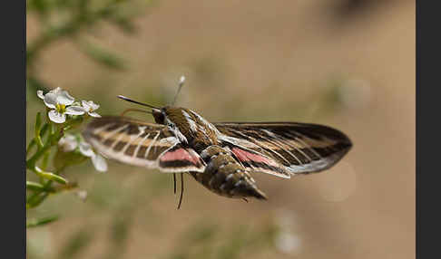 Linienschwärmer (Hyles livornica)