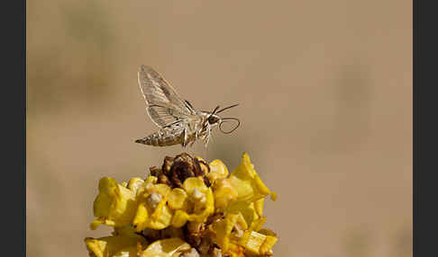 Linienschwärmer (Hyles livornica)