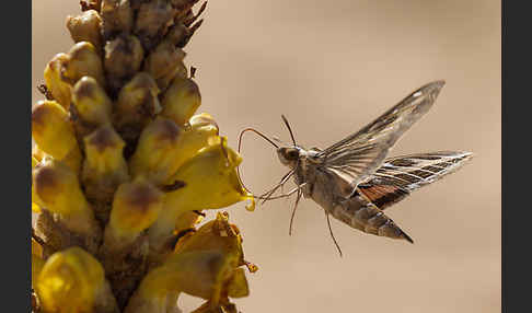 Linienschwärmer (Hyles livornica)