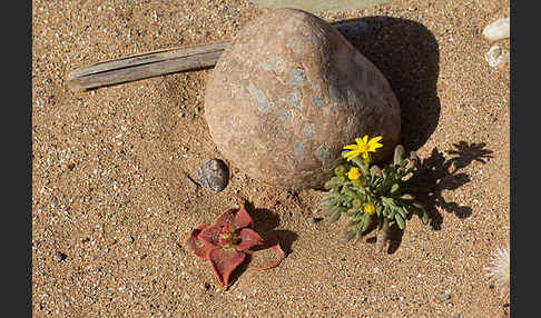 Mittagsblume (Mesembryanthemum theurkauffii)