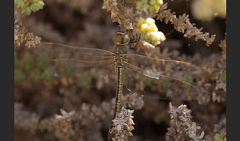 Schabrackenlibelle (Anax ephippiger)