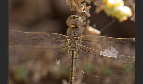 Schabrackenlibelle (Anax ephippiger)