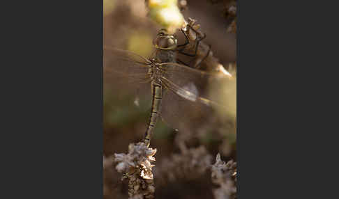 Schabrackenlibelle (Anax ephippiger)