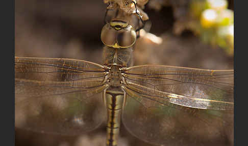 Schabrackenlibelle (Anax ephippiger)