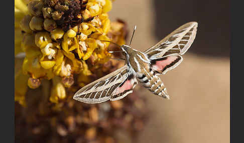 Linienschwärmer (Hyles livornica)