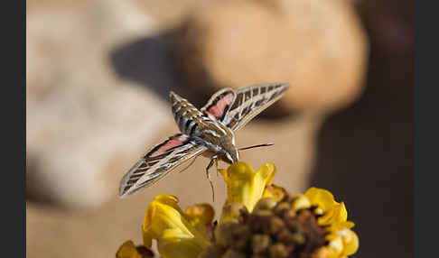 Linienschwärmer (Hyles livornica)