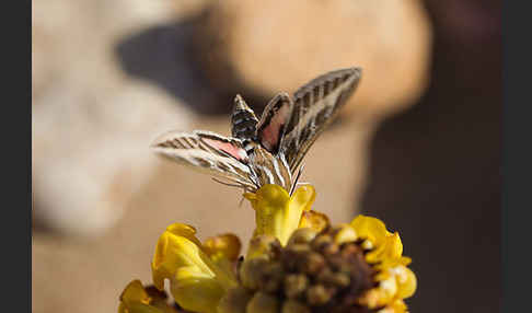 Linienschwärmer (Hyles livornica)