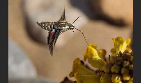 Linienschwärmer (Hyles livornica)