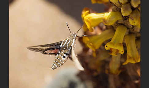 Linienschwärmer (Hyles livornica)