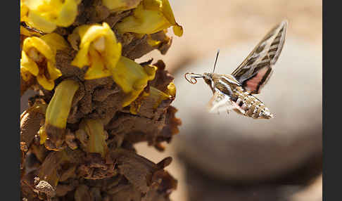 Linienschwärmer (Hyles livornica)