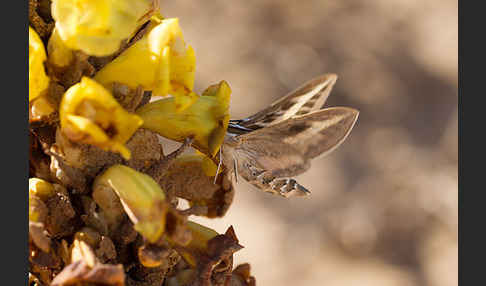 Linienschwärmer (Hyles livornica)