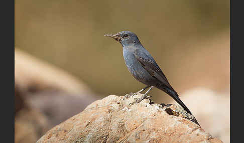 Blaumerle (Monticola solitarius)