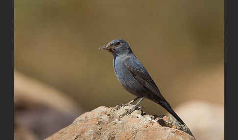 Blaumerle (Monticola solitarius)