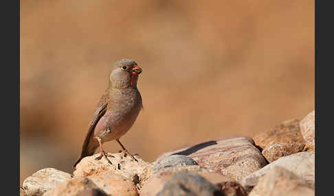 Wüstengimpel (Bucanetes githagineus)