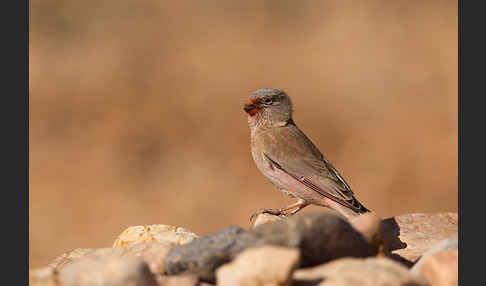 Wüstengimpel (Bucanetes githagineus)