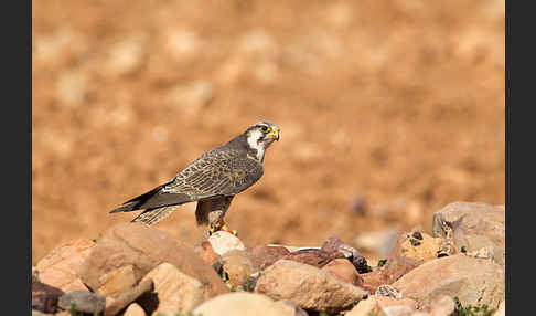 Lannerfalke sspec.1 (Falco biarmicus erlangeri)