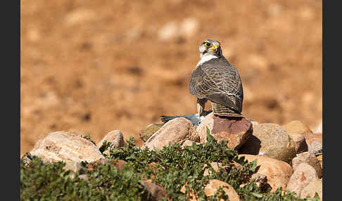 Lannerfalke sspec.1 (Falco biarmicus erlangeri)