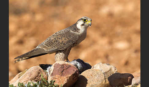 Lannerfalke sspec.1 (Falco biarmicus erlangeri)