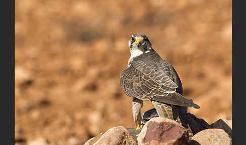 Lannerfalke sspec.1 (Falco biarmicus erlangeri)