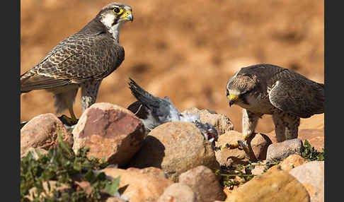 Lannerfalke sspec.1 (Falco biarmicus erlangeri)