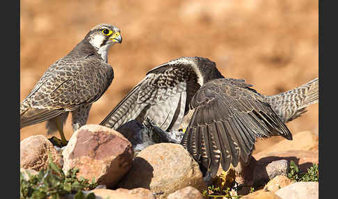 Lannerfalke sspec.1 (Falco biarmicus erlangeri)