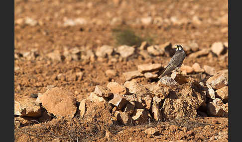 Lannerfalke sspec.1 (Falco biarmicus erlangeri)