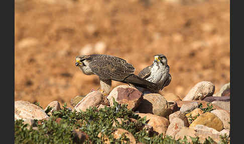 Lannerfalke sspec.1 (Falco biarmicus erlangeri)