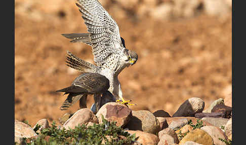 Lannerfalke sspec.1 (Falco biarmicus erlangeri)