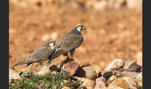 Lannerfalke sspec.1 (Falco biarmicus erlangeri)