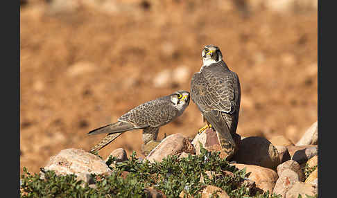 Lannerfalke sspec.1 (Falco biarmicus erlangeri)