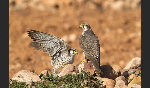 Lannerfalke sspec.1 (Falco biarmicus erlangeri)