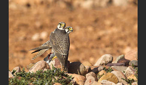 Lannerfalke sspec.1 (Falco biarmicus erlangeri)