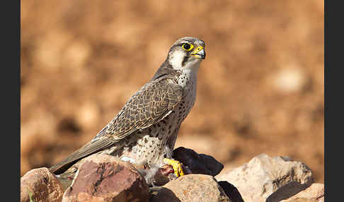 Lannerfalke sspec.1 (Falco biarmicus erlangeri)