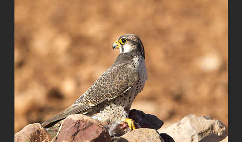 Lannerfalke sspec.1 (Falco biarmicus erlangeri)