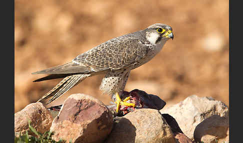 Lannerfalke sspec.1 (Falco biarmicus erlangeri)