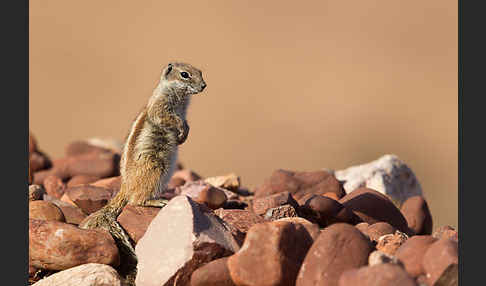 Atlashörnchen (Atlantoxerus getulus)