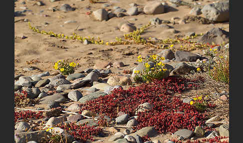 Mittagsblume (Mesembryanthemum theurkauffii)