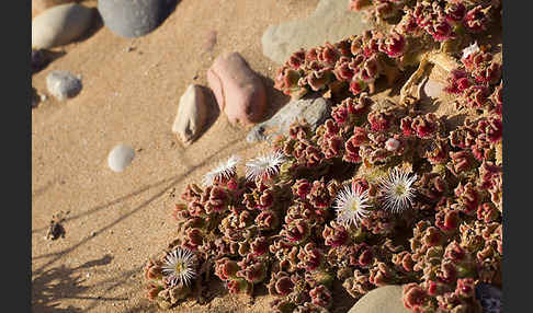 Mittagsblume (Mesembryanthemum theurkauffii)