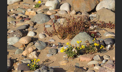 Marokko (Morocco)