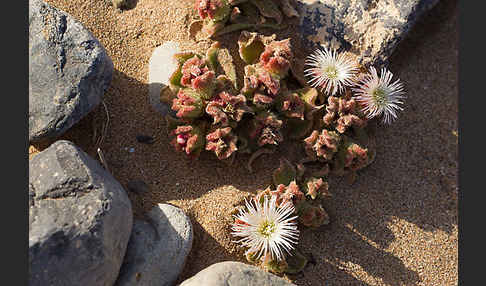 Mittagsblume (Mesembryanthemum theurkauffii)