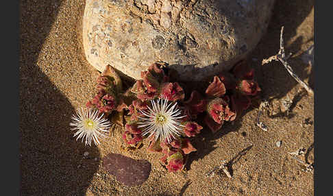 Mittagsblume (Mesembryanthemum theurkauffii)