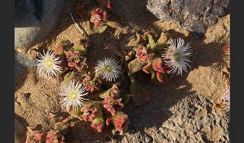 Mittagsblume (Mesembryanthemum theurkauffii)