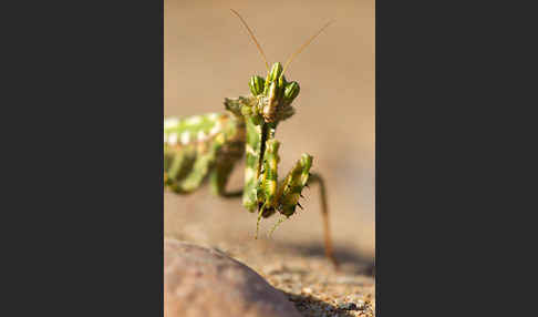 Kleine Teufelsblume (Blepharopsis mendica)