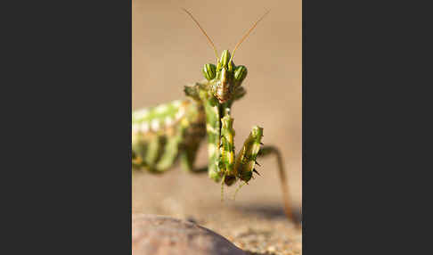 Kleine Teufelsblume (Blepharopsis mendica)