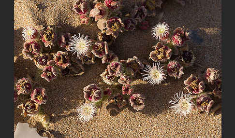 Mittagsblume (Mesembryanthemum theurkauffii)
